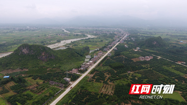 昔日茅草地、丘岗荒山变果园。.jpg