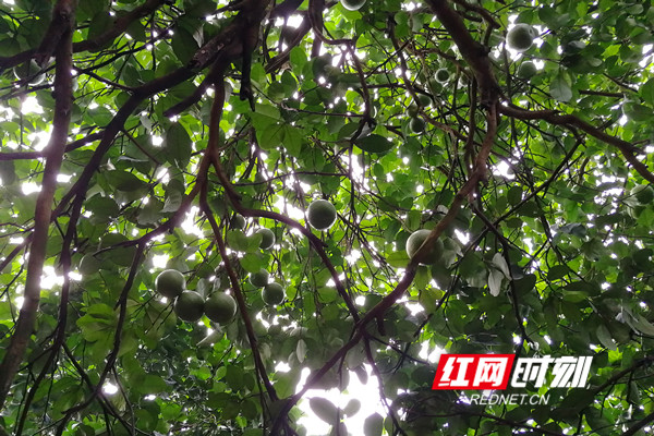 老柚树养护得当，单树可挂果500个，丰收在望。.jpg