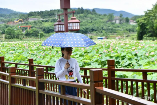 衡阳市常宁西岭镇石山村荷塘悦色为美丽乡村再添风采