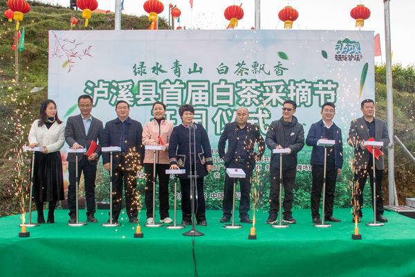 湘西州 泸溪县举办首届白茶采摘节