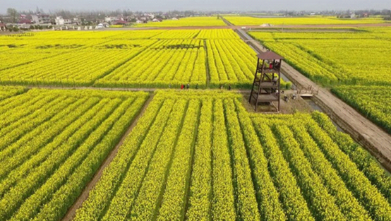 常德市| 安乡:"油菜花经济"带动乡村旅游 - 湖南省